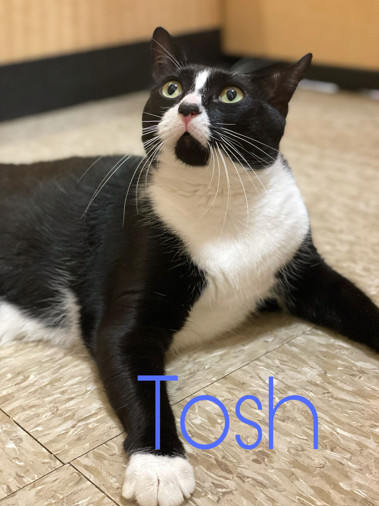 Tosh